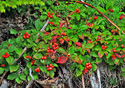 Cornus suecica